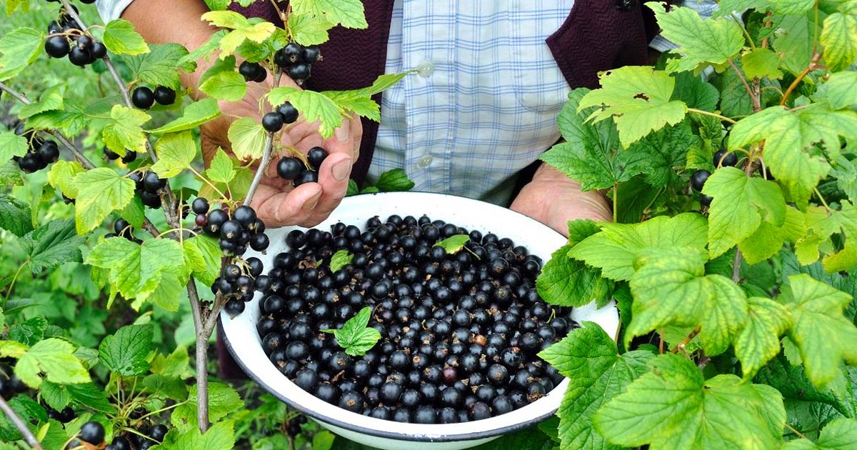 Как получить большой урожай черешни в средней полосе и подмосковье? личный опыт на supersadovnik.ru