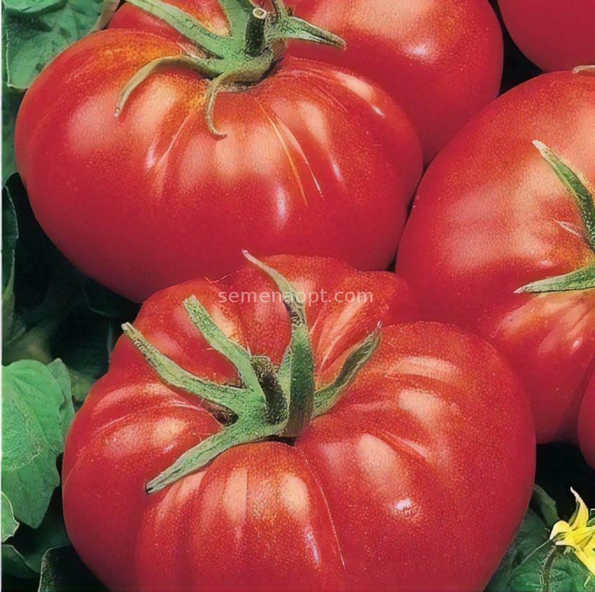 Лучшие сорта высокорослых томатов