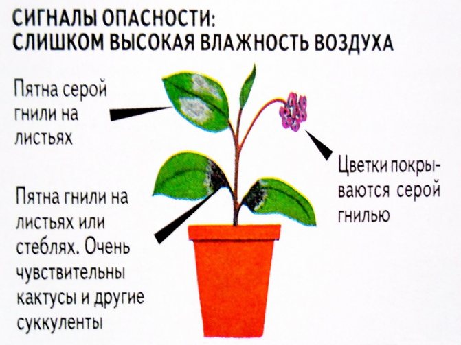 Бонсай - уход в домашних условиях: как его выращивать и поливать, вносить удобрения и создать оптимальные условия для необычного комнатного растения