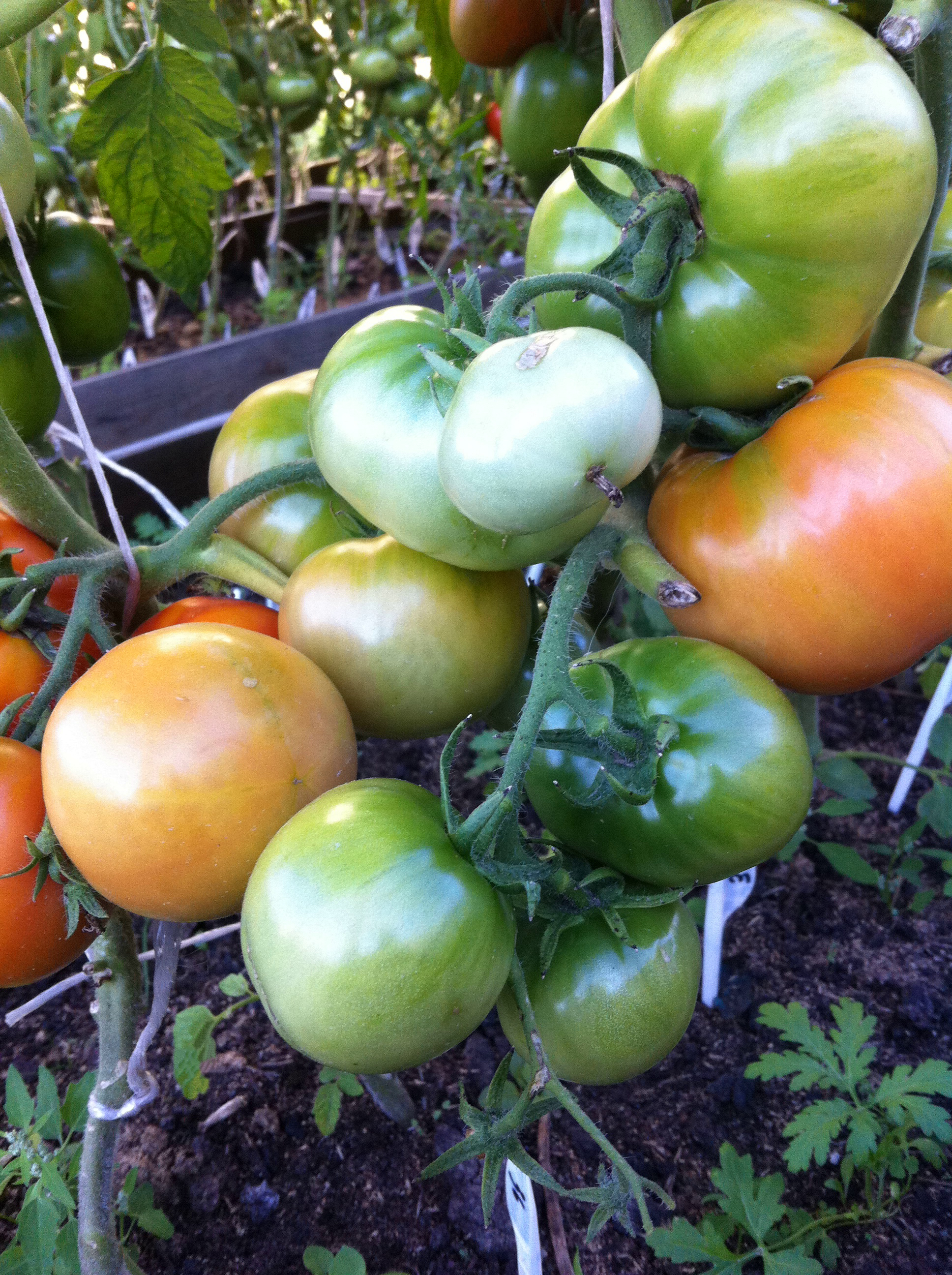 Самые сладкие сорта томатов для открытого грунта / крупные плоды помидоров на кустах