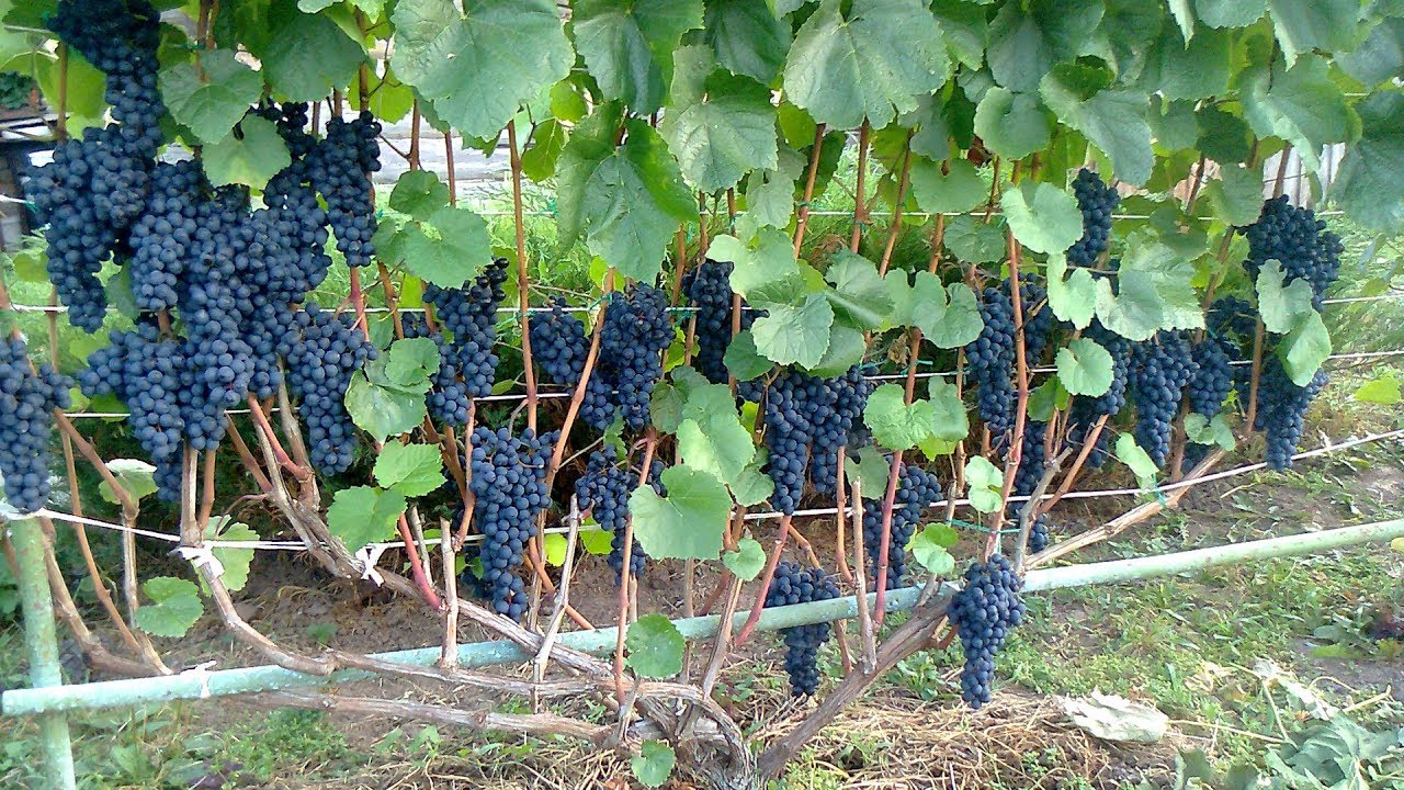 Посадка и уход за лучшими сортами винограда в ленинградской области