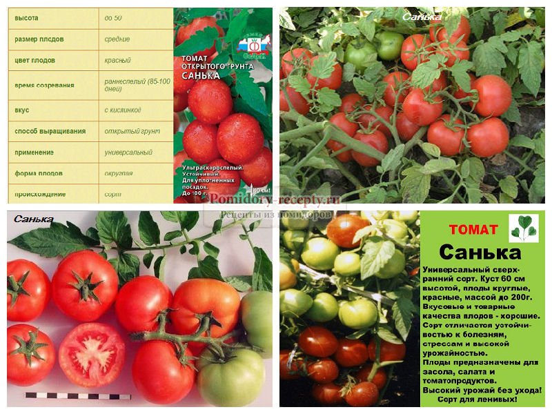 Томат катя f1: отзывы, фото, урожайность, характеристика и описание сорта