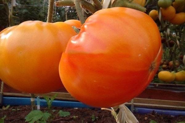 Томат гавайский ананас: отзывы об урожайности и фото помидоров, характеристика и описание сорта
