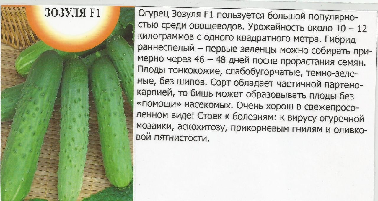 Огурец зозуля f1: описание высокоурожайного сорта, особенности посадки, выращивания и ухода, отзывы дачников