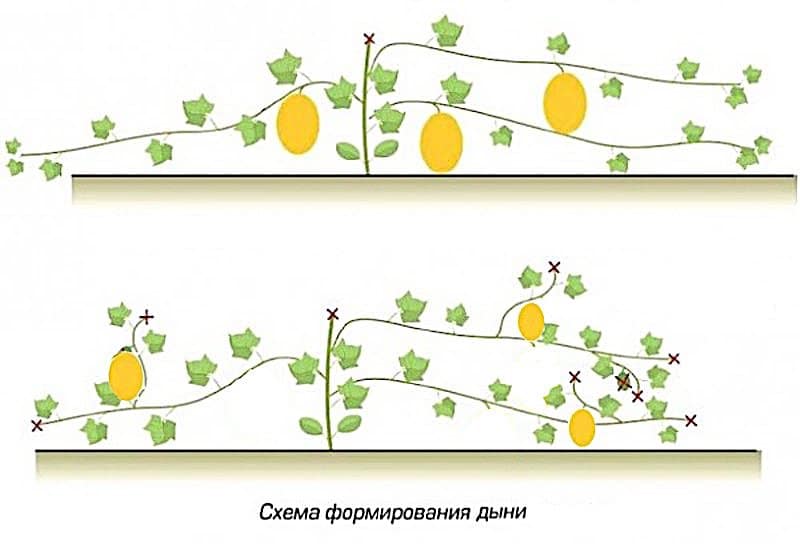 Схема прищипывания дыни