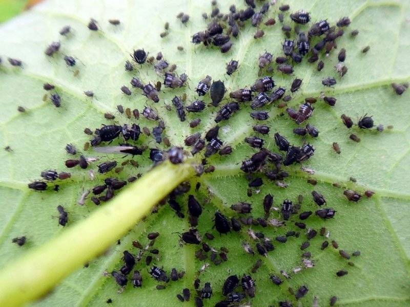 Как избавиться от муравьев на даче: обзор эффективных средств борьбы