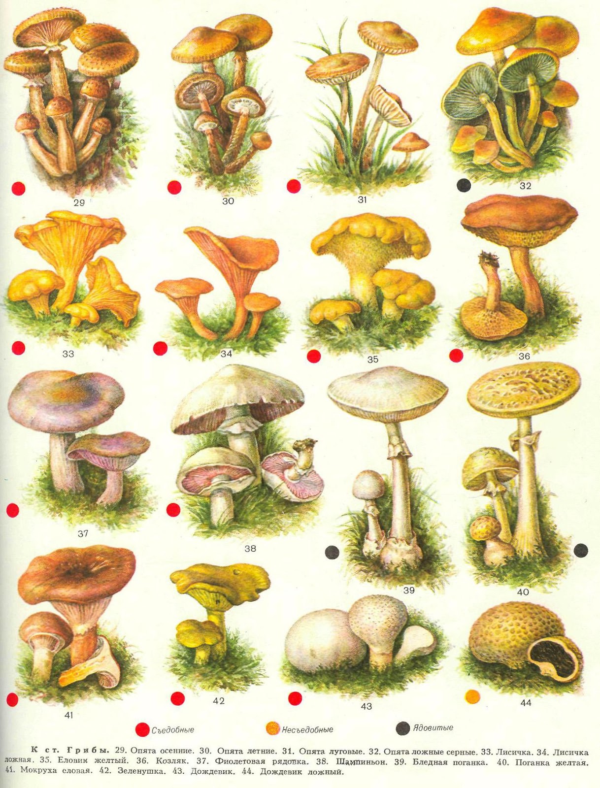 Ядовитые грибы ленинградской области