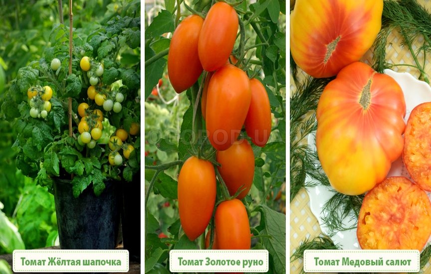 Сорт томата «золотая капля» — описание желтого мини-помидора с фруктовым вкусом