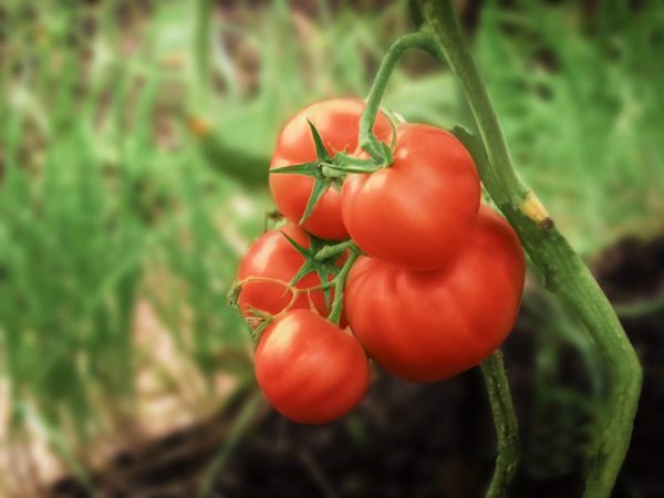 Характеристика и описание сорта томата авизо - всё про сады