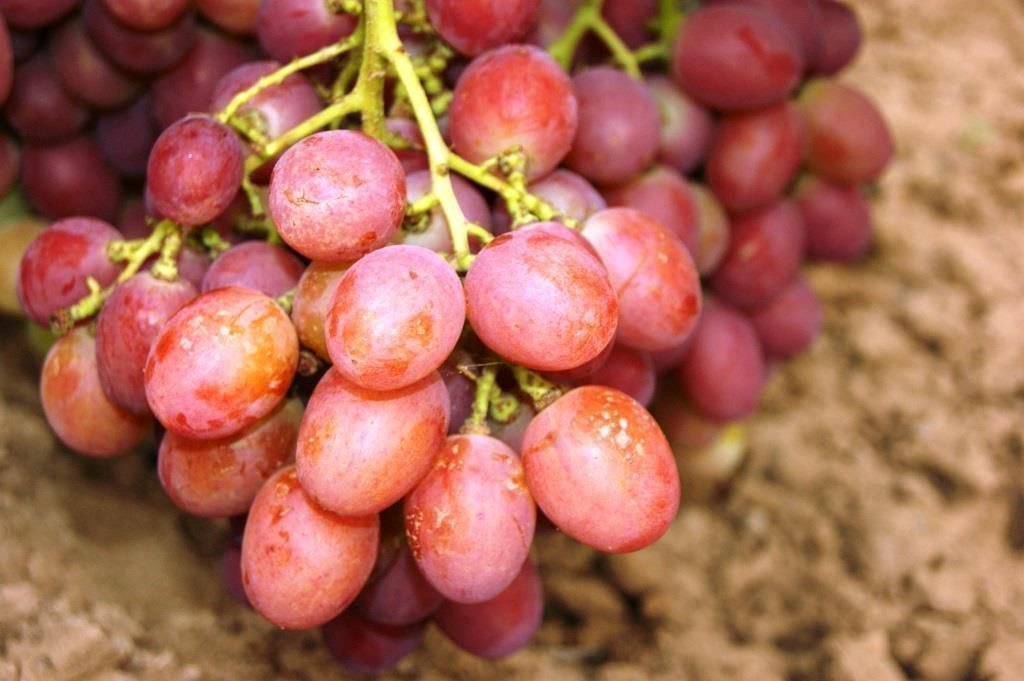 Сорт винограда августин, описание с характеристикой и отзывами, особенности посадки и выращивания, фото