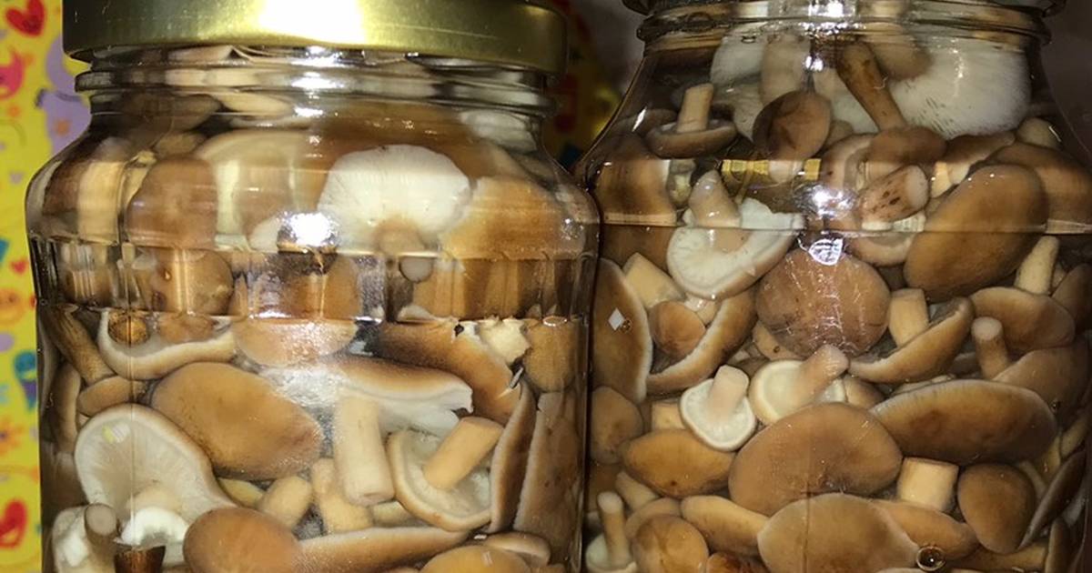 Как посолить опята на зиму - грибы собираем