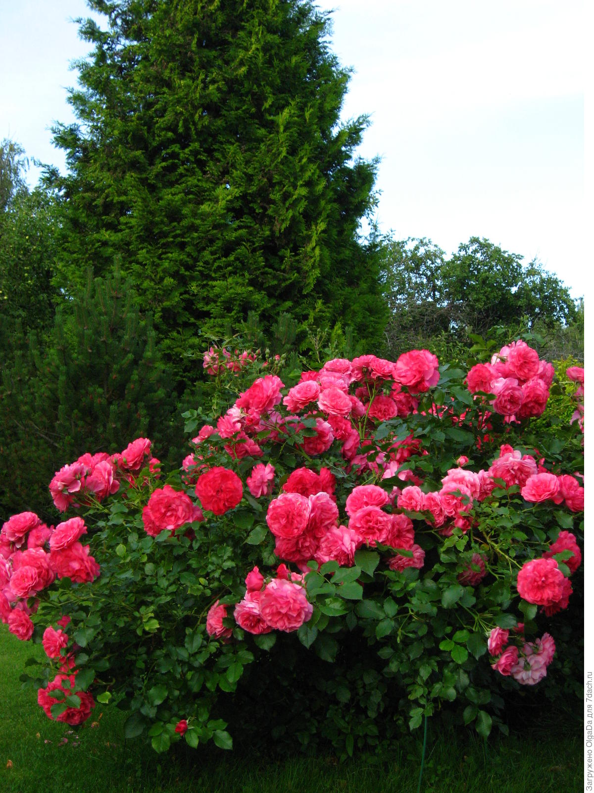 Описание и характеристика розы сорта Розариум Ютерсен, ее посадка и уход