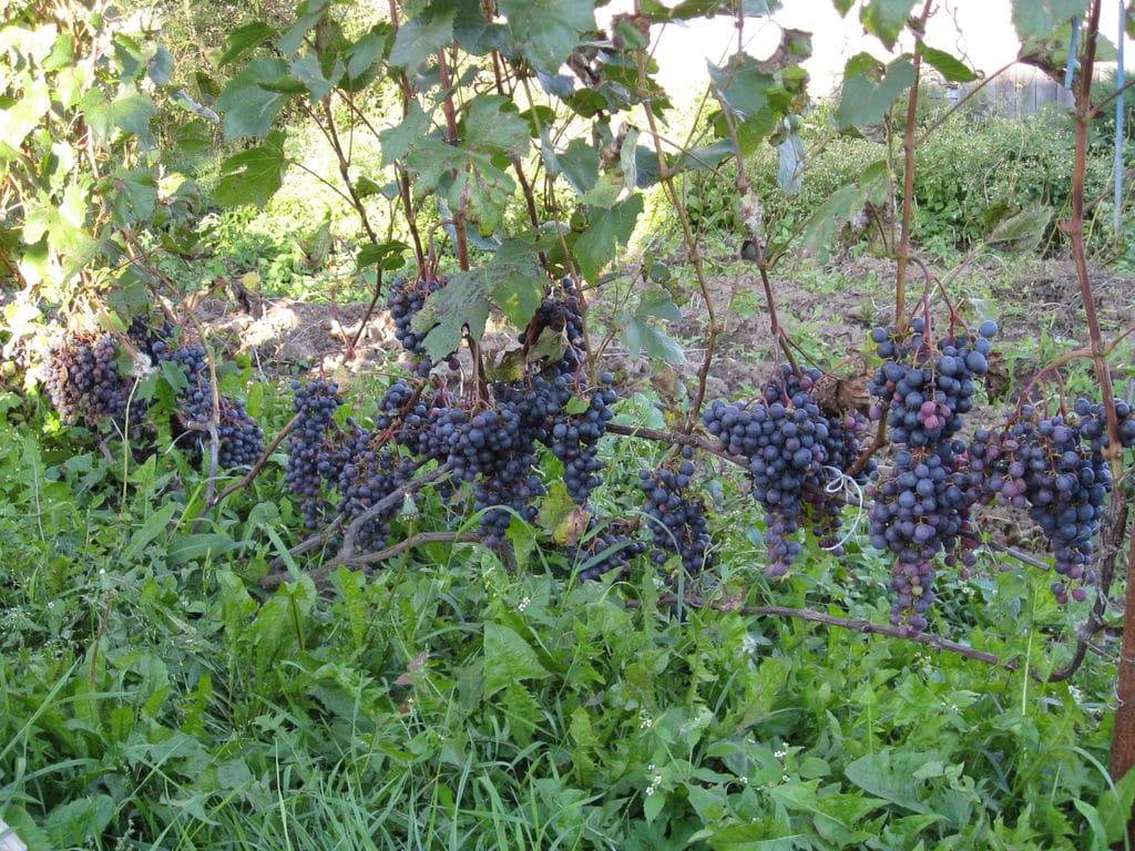 Виноград загадка шарова — 12 особенностей, описание посадки и ухода