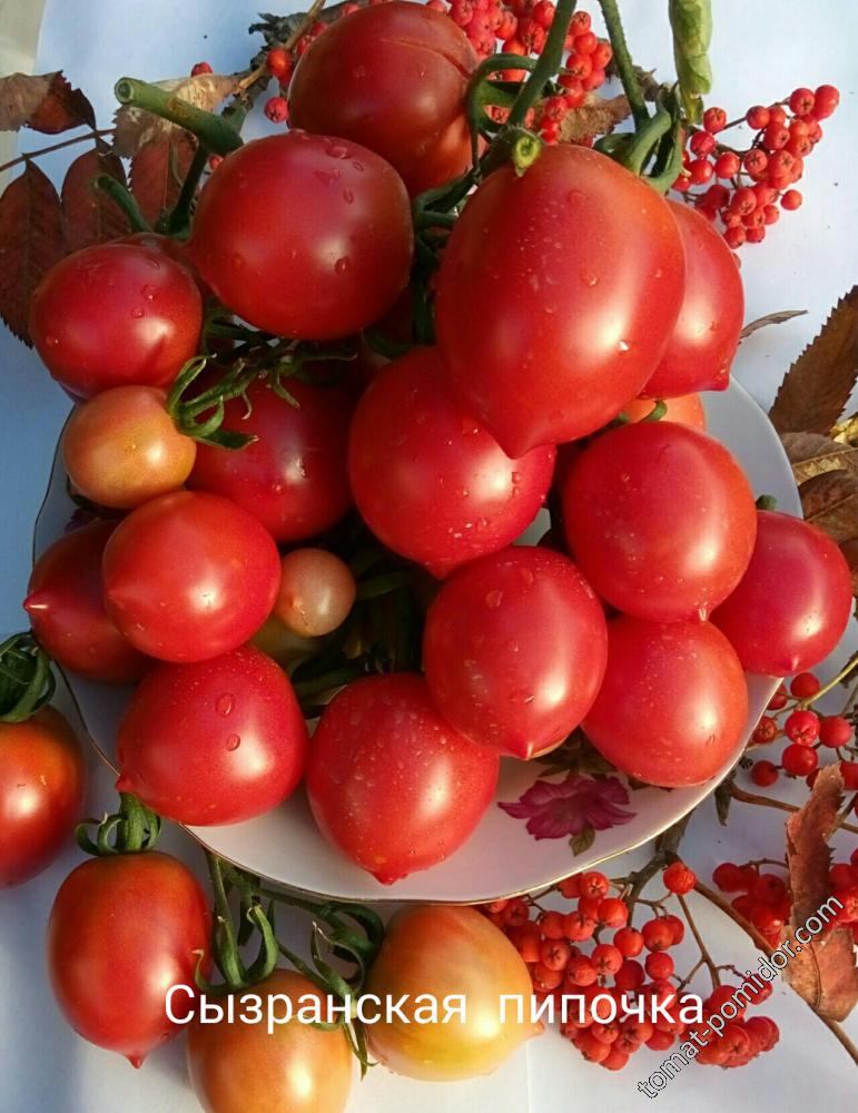 Сорт томата сызранская пипочка: фото и описание