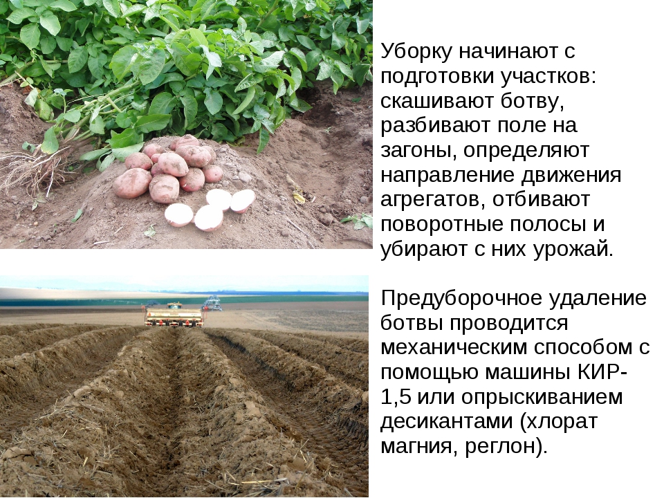 Анис: фото растения, описание и применение - sadovnikam.ru