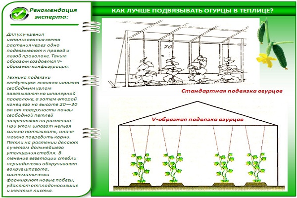 Схема посадки дынь в открытый грунт