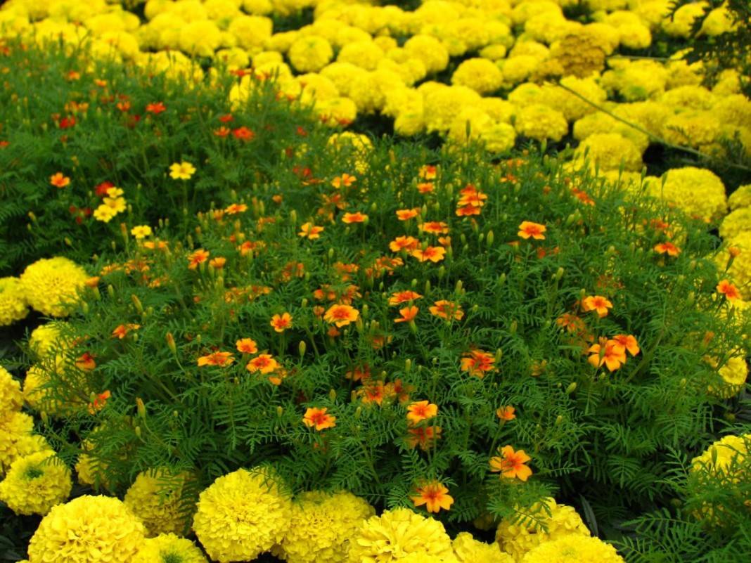Цветы бархатцы — фото, виды, посадка и уход