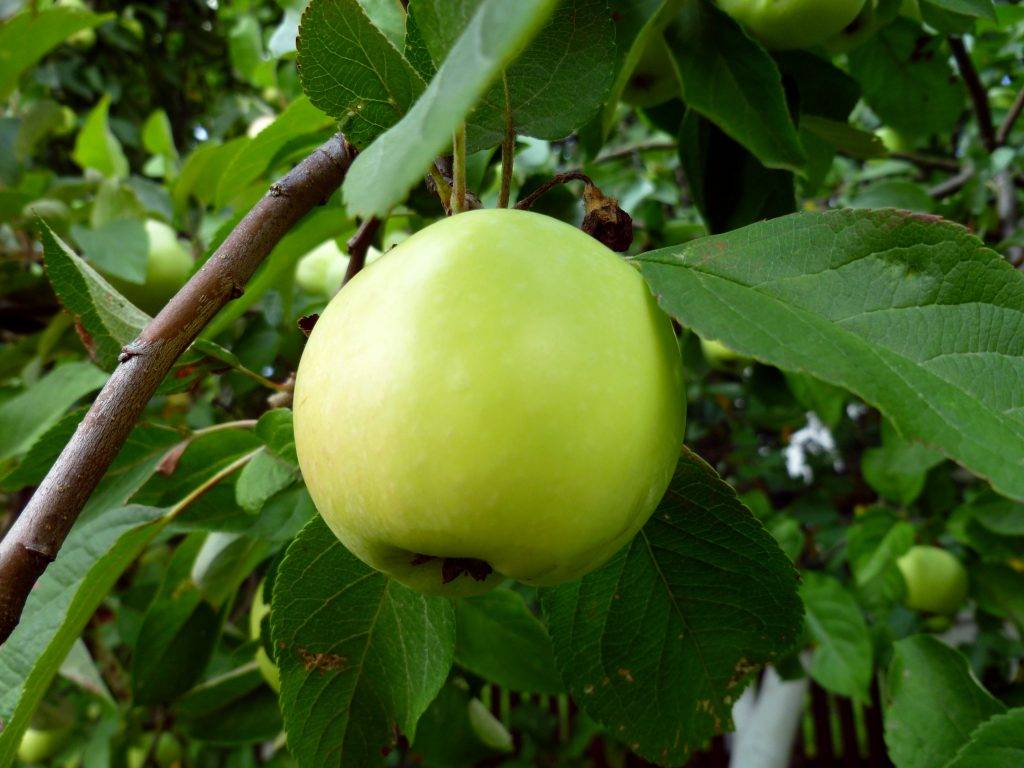 Описание сорта яблони вишневое: фото яблок, важные характеристики, урожайность с дерева
