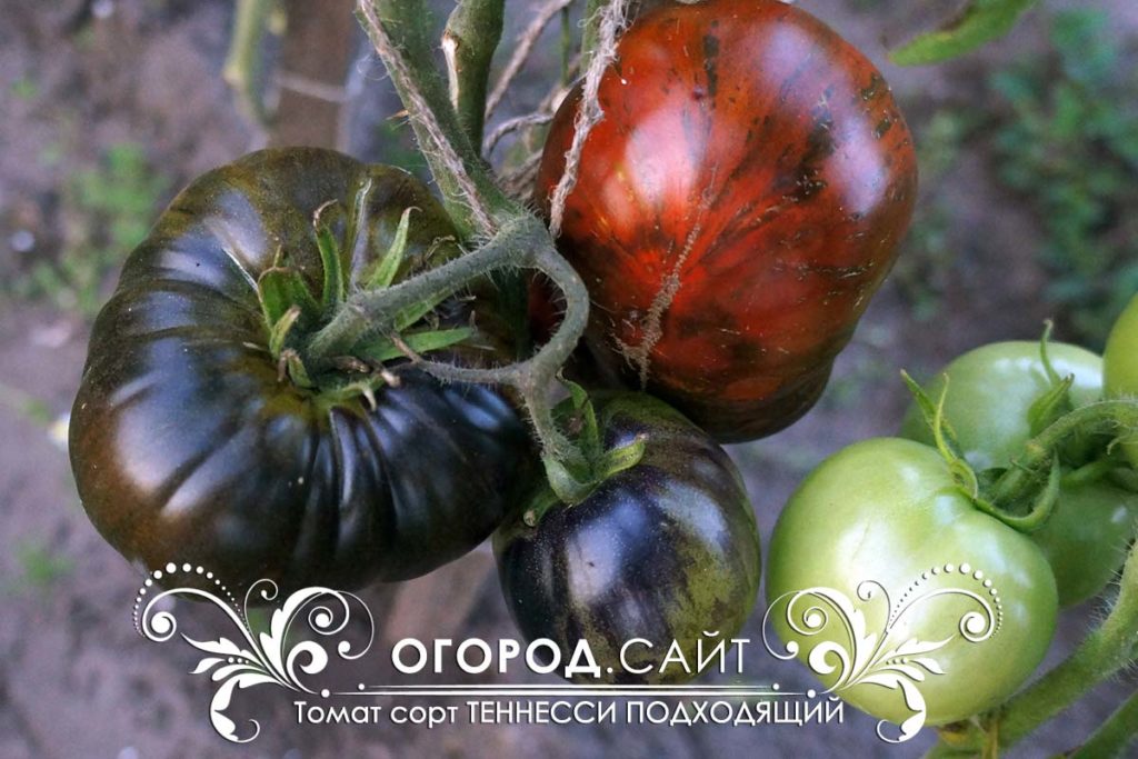 Выращивание томатов золото чероки грин