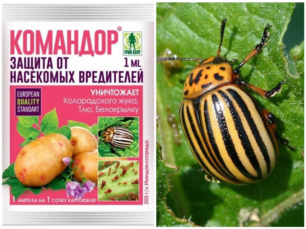 Жукоед (препарат от колорадского жука): свойства, состав, инструкция по применению