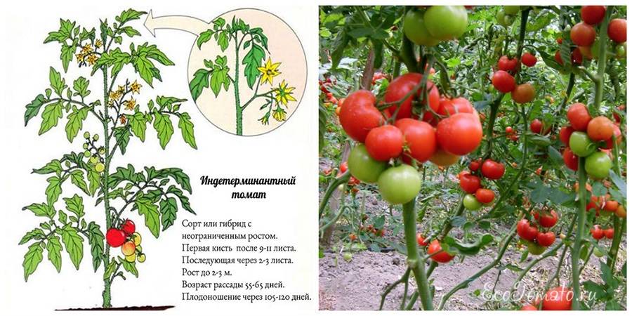 Штамбовые томаты: что это такое, описание и характеристика сортов (для открытого грунта и теплиц) | топ-30 лучших (фото & видео) +отзывы