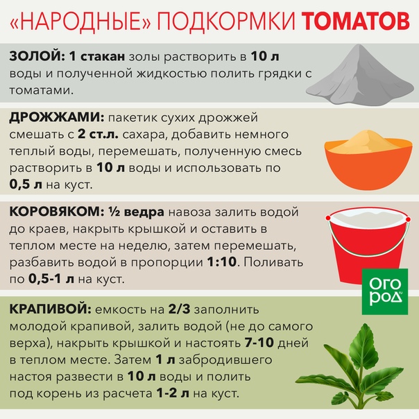 Подкормка помидоров в теплице: график, виды удобрений