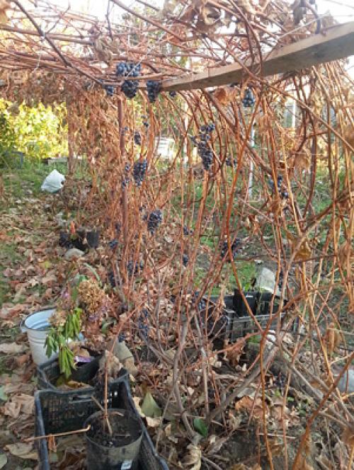 Выращивание винограда в ленинградской области в открытом грунте. посадка винограда в ленинградской области: особенности | зелёный сад