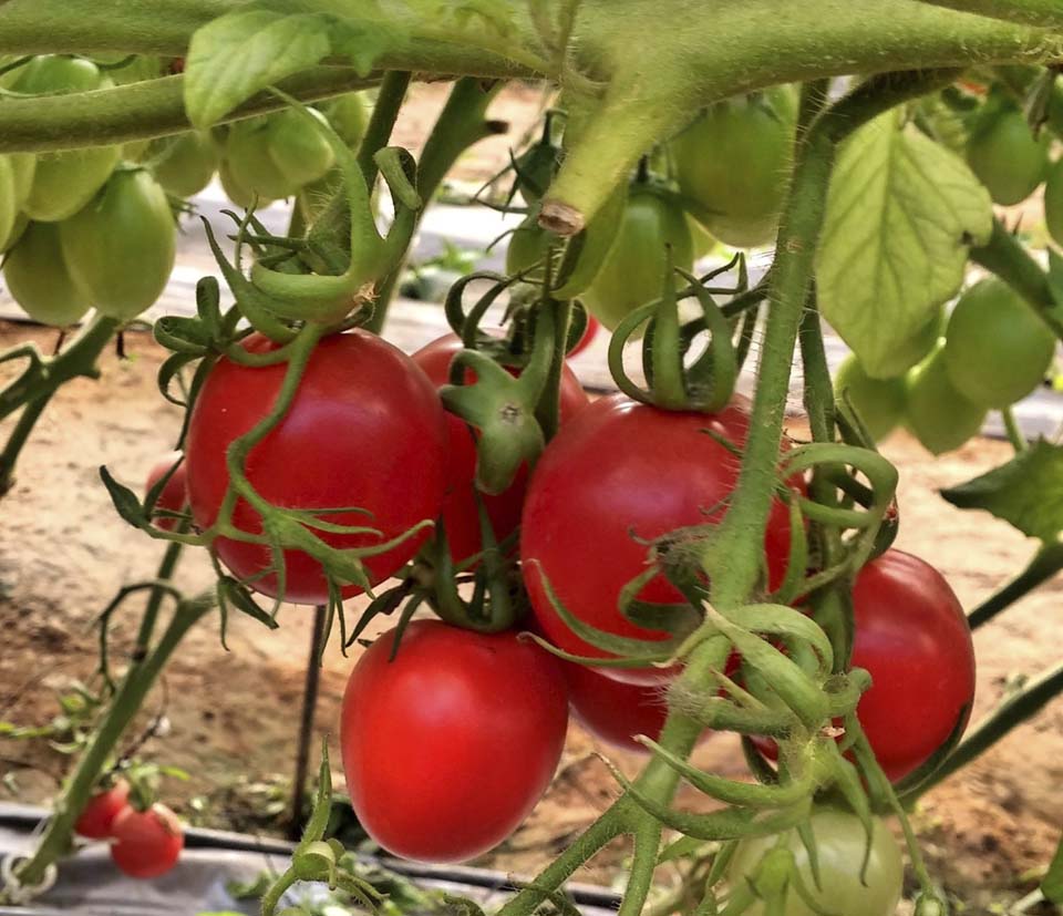 Как вырастить помидоры для ленивых – необычный способ