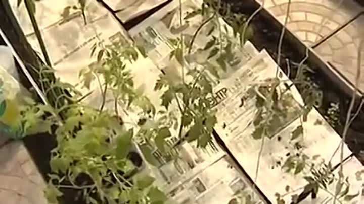 Метод выращивания галины кизимы