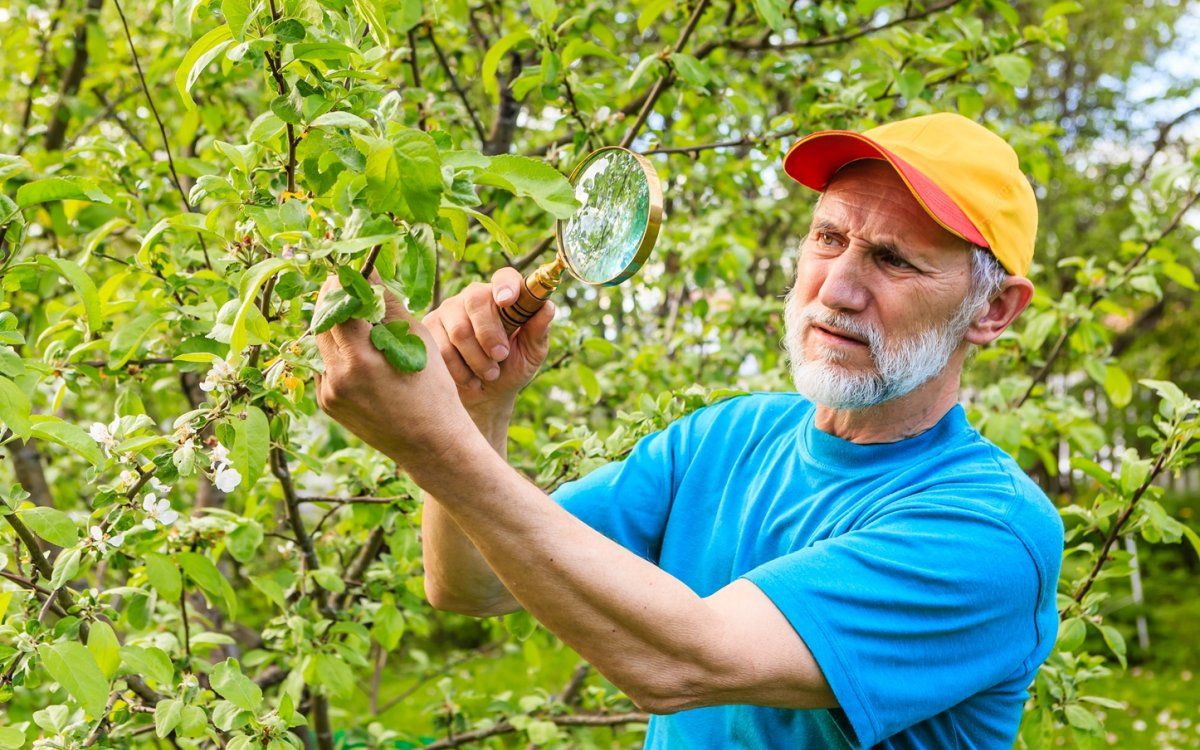 Щитовка на яблонях и других растениях: эффективные методы борьбы и профилактики