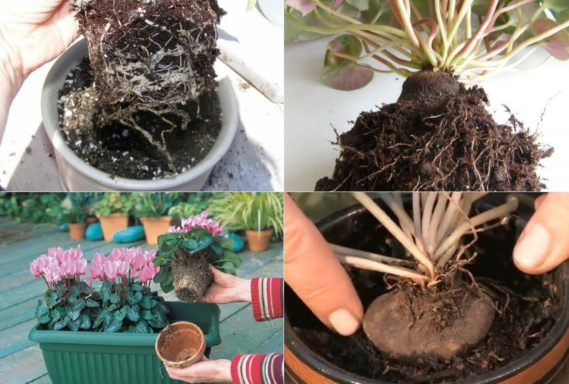 Выращивание тсуги в саду: посадка, уход и размножение | огородники