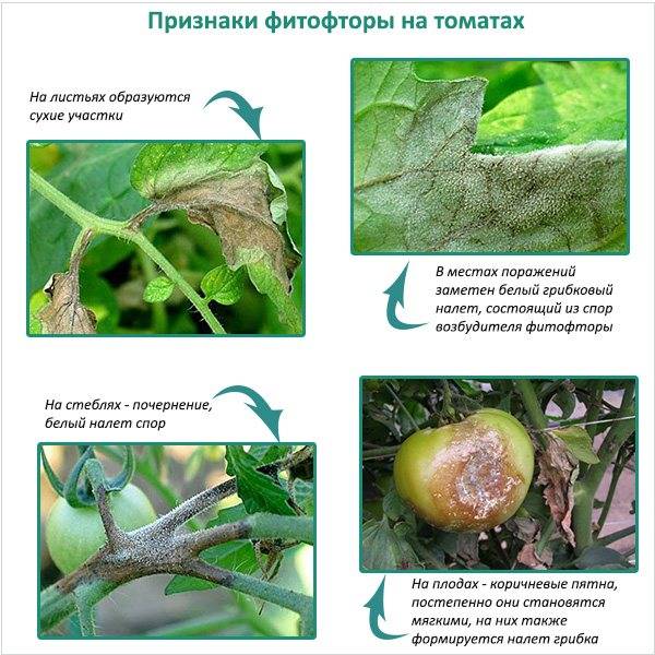 Как избавиться от фитофторы на помидорах в теплице и открытом грунте