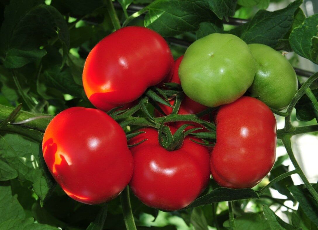 Аппетитные плоды уже на третий месяц после всходов — томат катрин f1: характеристика и описание сорта