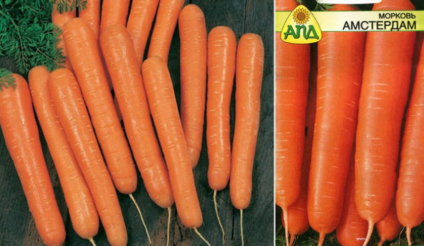 Сорта моркови для открытого грунта и зимнего хранения