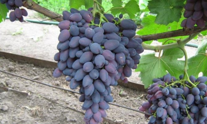 Выращивание винограда в средней полосе: советы для начинающих