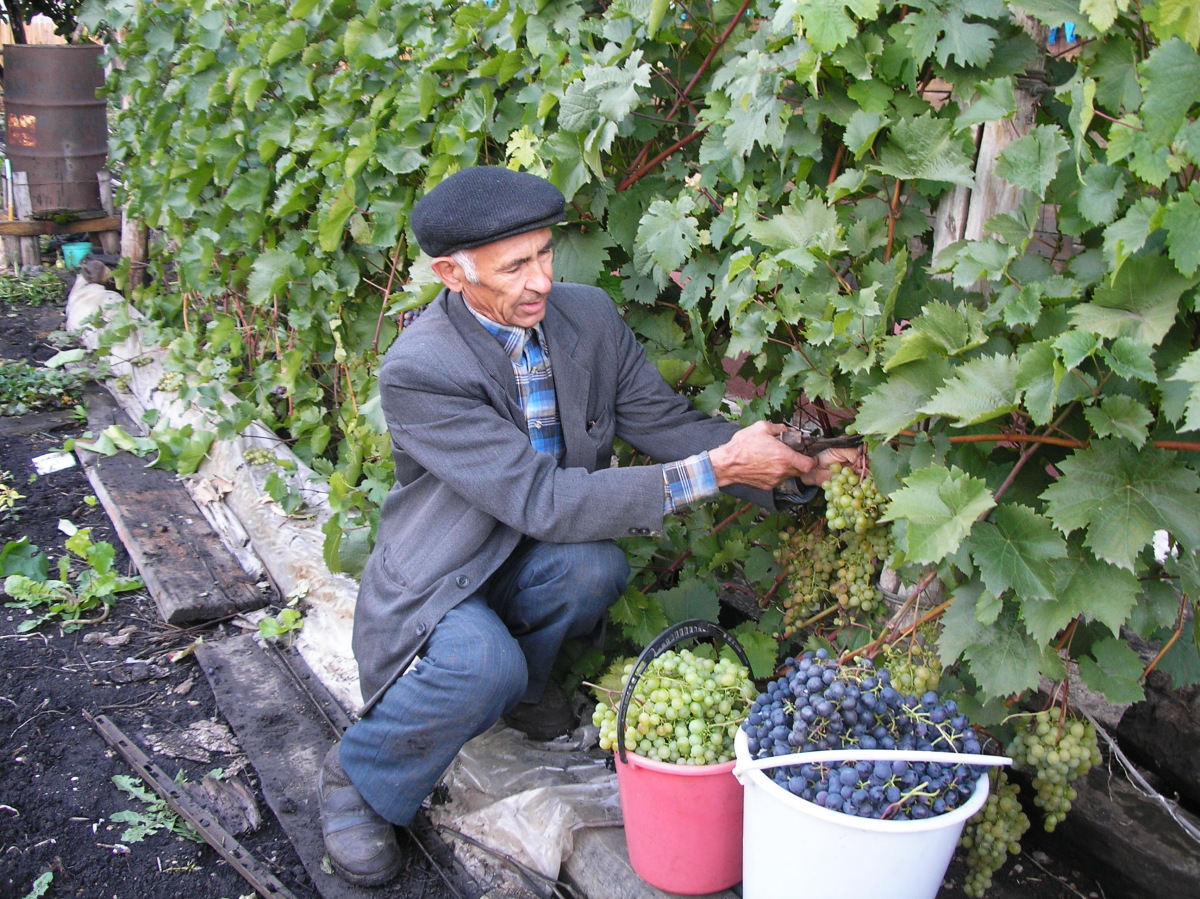 Правила ухода, обрезки, посадки винограда при выращивании на даче