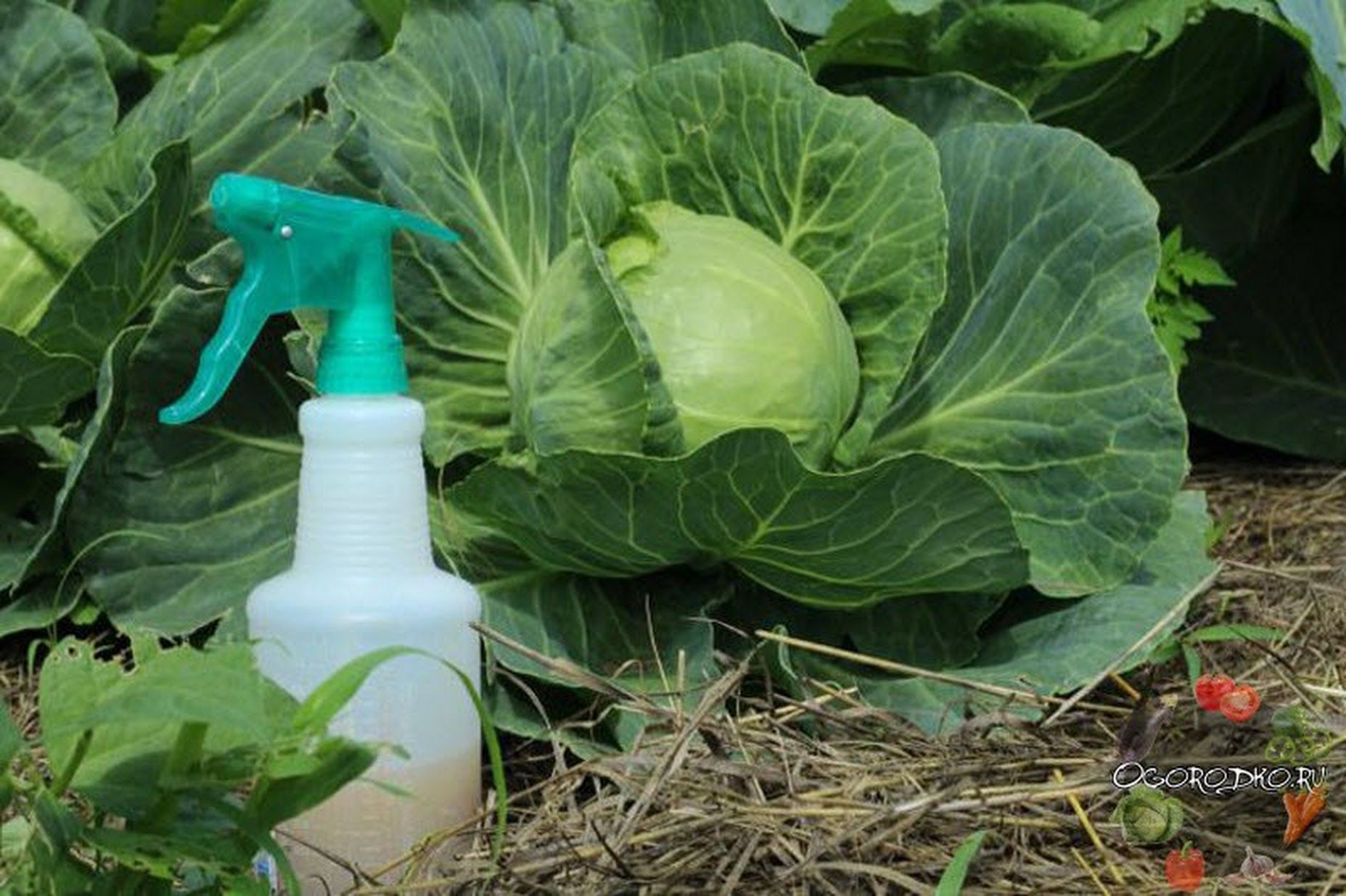 Чем и как обработать капусту, чтобы избавиться от слизней и гусениц: народные средства