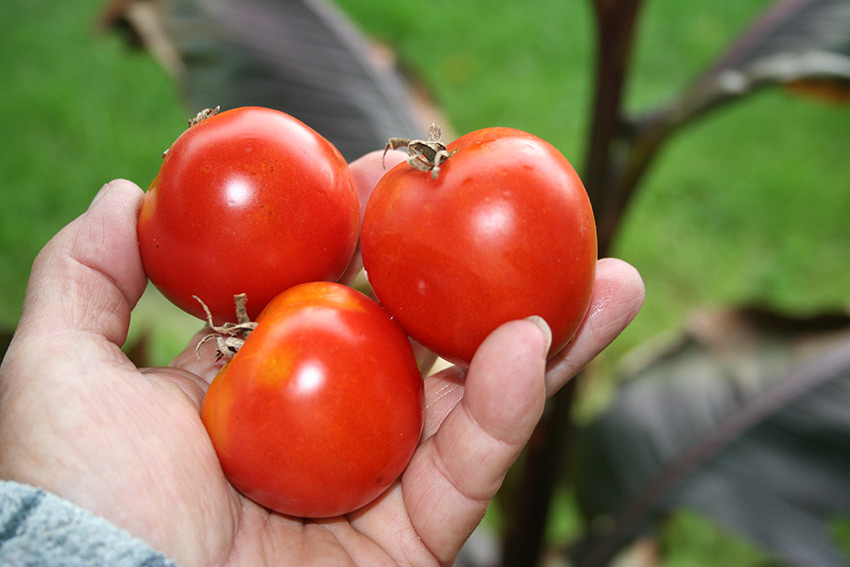 Высокоурожайный гибрид отменного вкуса — томат «ирина»:  характеристика и описание сорта, фото