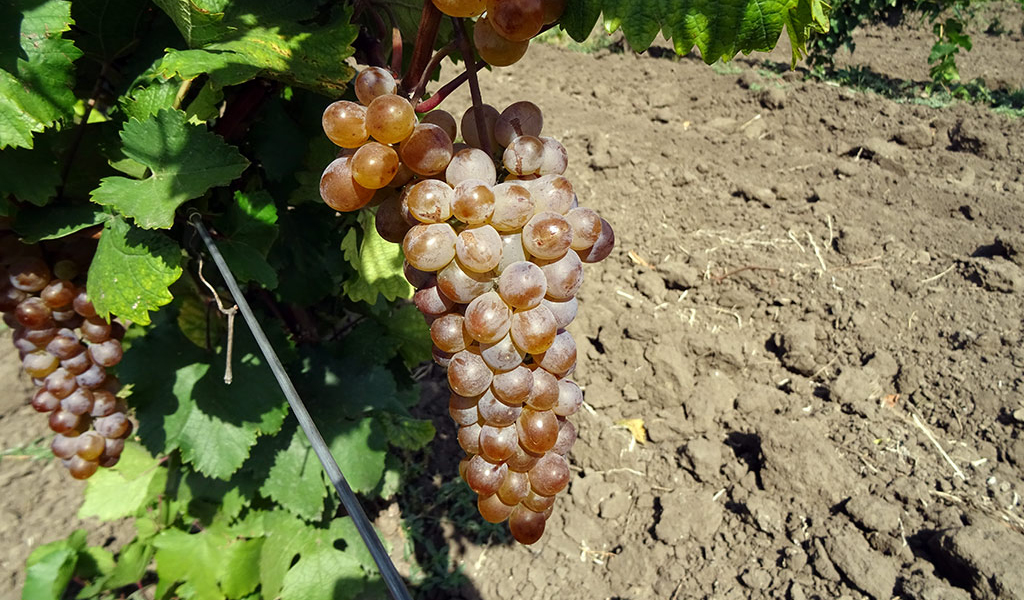 Ркацители или «красная лоза» — лидирующий белый виноград