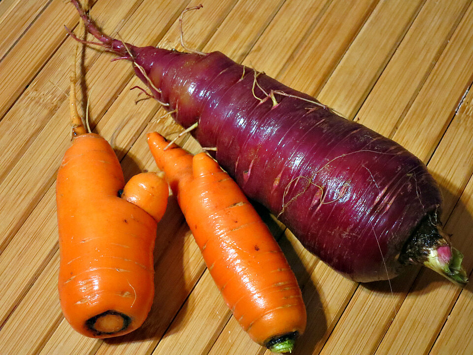 Фиолетовая морковь: описание сортов