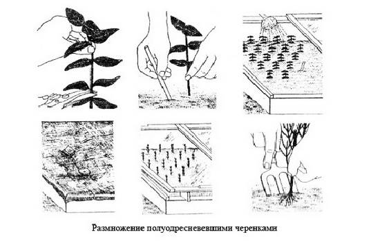 Самшит вечнозеленый: описание, посадка и уход