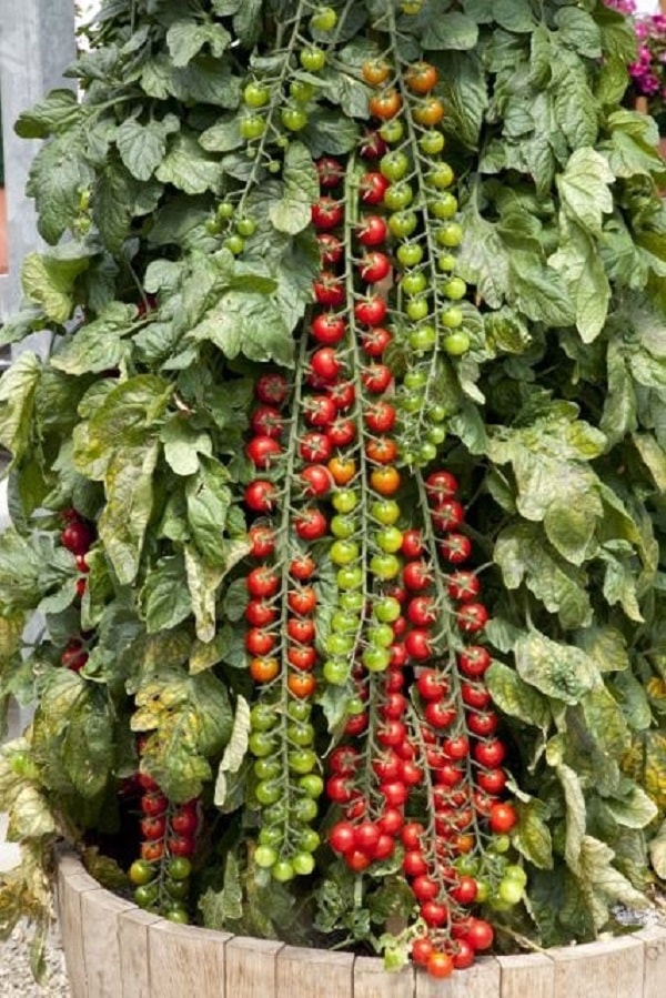 ✅ рапунцель: описание сорта томата, характеристики помидоров, выращивание - tehnomir32.ru