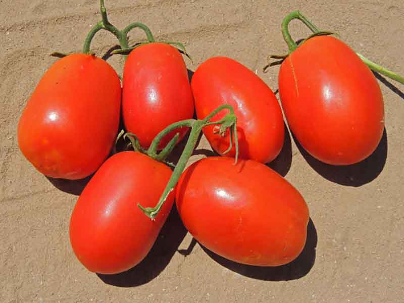 Томат рио гранде: описание и характеристика сорта, урожайность с фото