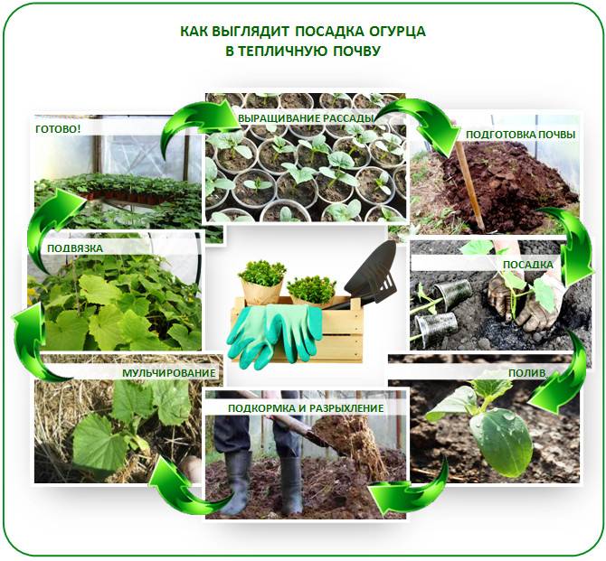 Способы посадки огурцов в открытом грунте семенами и рассадой: варианты посева, оригинальные способы выращивания
