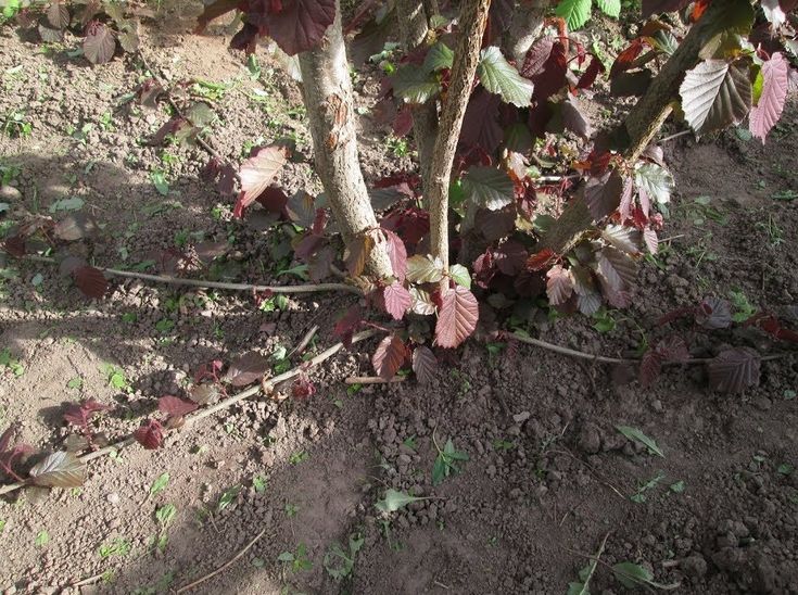 Выращивание и уход за фундуком в открытом грунте, правила посадки лещины