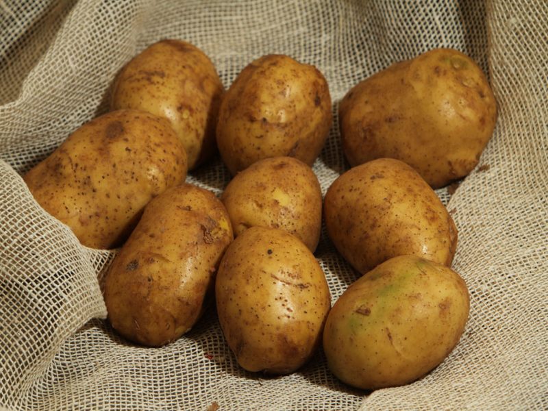 Невероятное сочетание неприхотливости и урожайности сорта картофеля «невский»