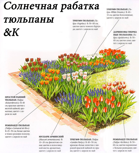 Схема посадки цветов на прямоугольной клумбе из однолетниками