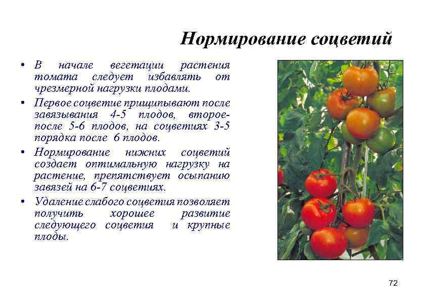 Томат медово-сахарный: характеристика и описание среднеспелого сорта с фото