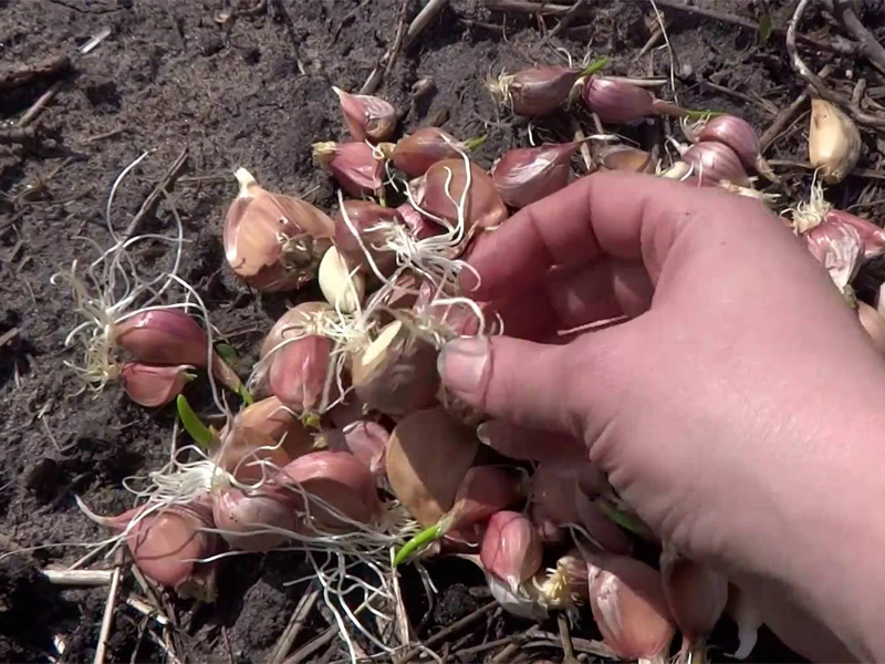 Уход за чесноком при выращивании в открытом грунте: видео, особенности технологии и условия, как вырастить хороший урожай