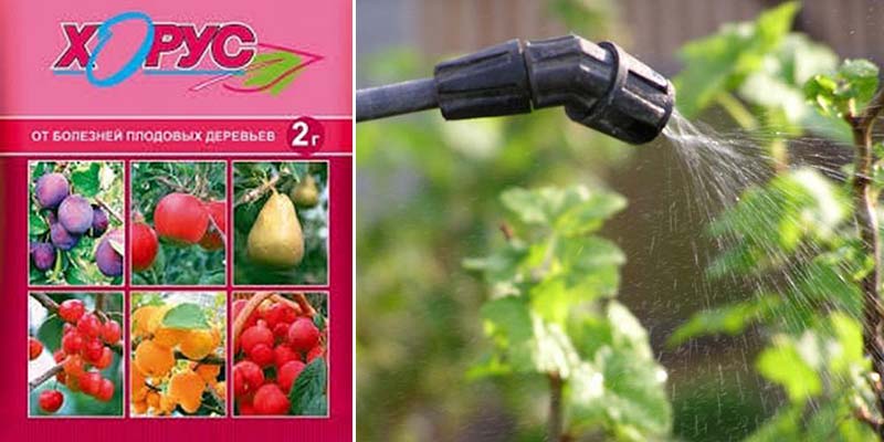 Инструкция по применению фунгицида «хорус» для обработки винограда и сроки ожидания